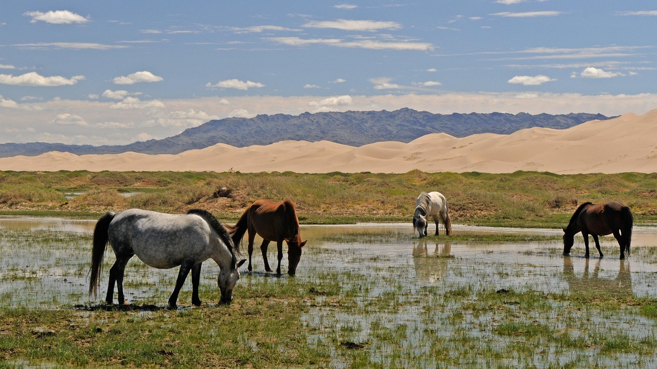 Gobi Desert