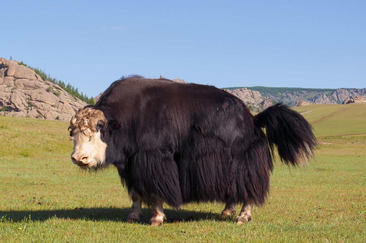 Terelj National Park